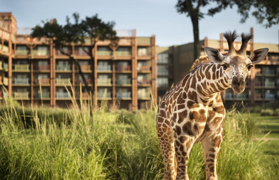 Disney's Animal Kingdom Lodge